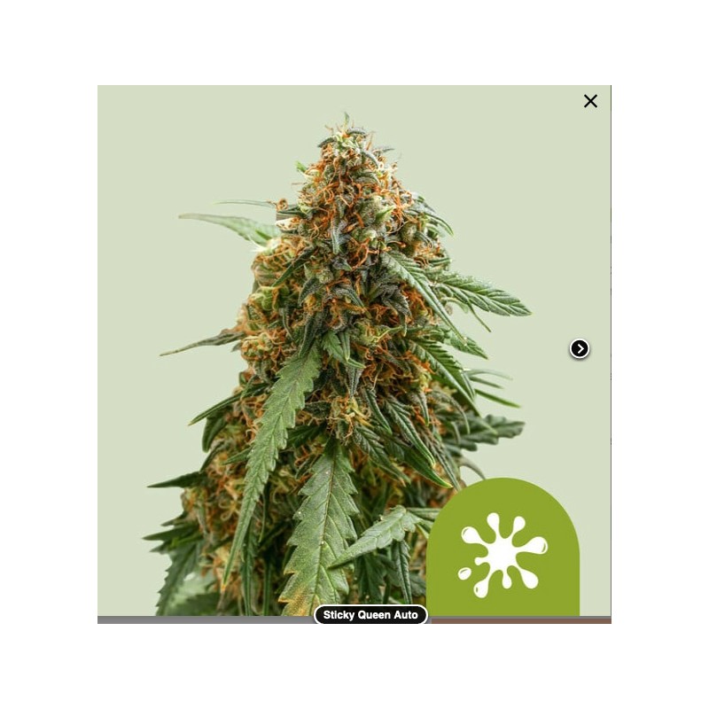 STICKY QUEEN AUTO · Royal Queen Seeds · cannabis seeds · AutoFem