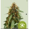 STICKY QUEEN AUTO ·  Royal Queen Seeds · kenevir tohum · Disi · AutoFem