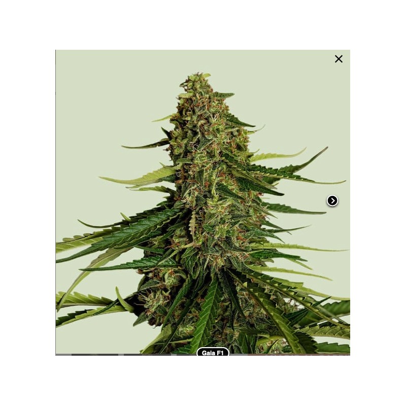 GAIA F1 ·  Royal Queen Seeds · kenevir tohum · Disi · AutoFem