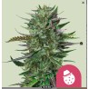 DO-SI-DOS · Royal Queen Seeds · kenevir tohum · Disi · Fem