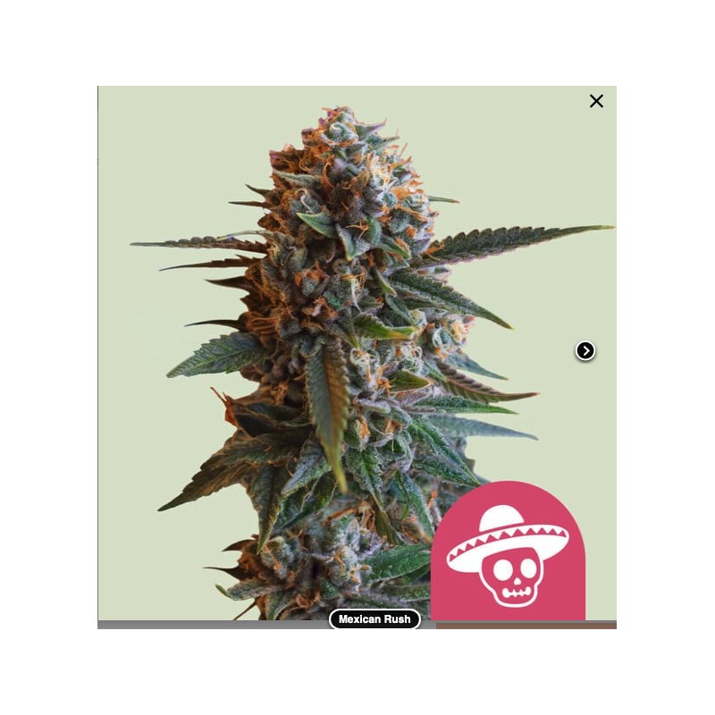 MEXICAN RUSH · Royal Queen Seeds · kenevir tohum · Disi · Fem
