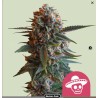 MEXICAN RUSH · Royal Queen Seeds · kenevir tohum · Disi · Fem