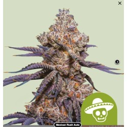 MEXICAN RUSH AUTO ·  Royal...