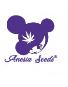 Anesia Seeds