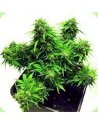 Autoflowering Feminised Seeds